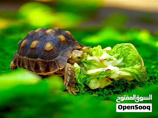 سلحفاة سولكاتا تربيه بيتى حجم 25 سنتى ولسا بتكبر