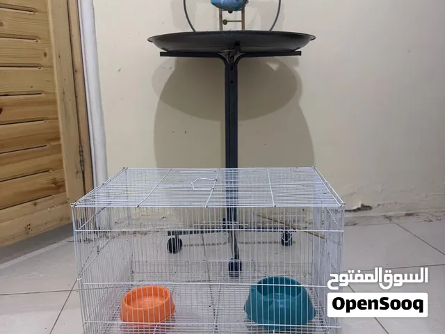 ببغاء الدره متكلم