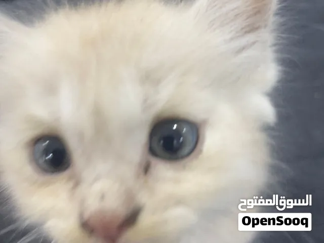 للبيع بسعر بسيط قط شيرازي