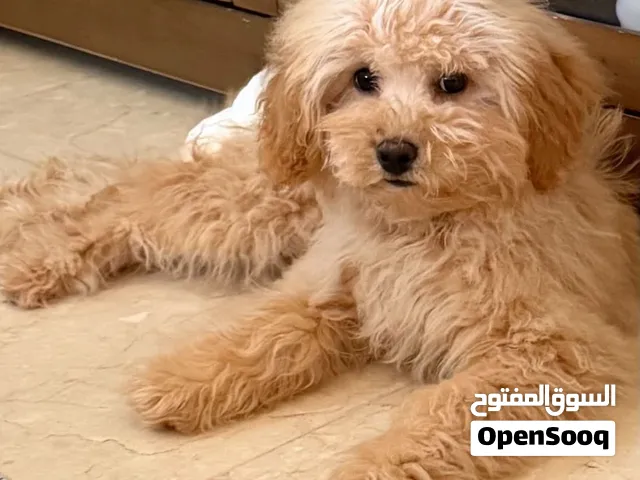 بودل عمر 2.5 شهر