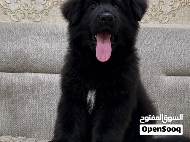 ذكر جيرمن بلاك