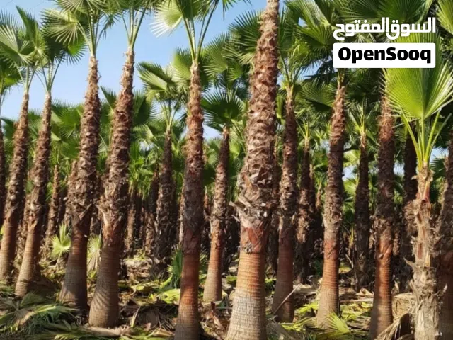 نخل واشنطوني
