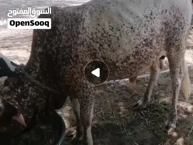 ثور اثيوبي مطعوم سنتين  الأحمر