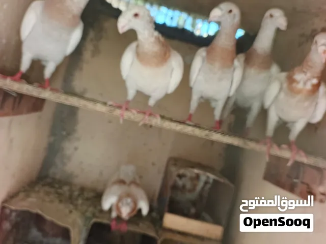 حمام للبيع بناديق هومر الماني ،،شغالات ،،مسكرات