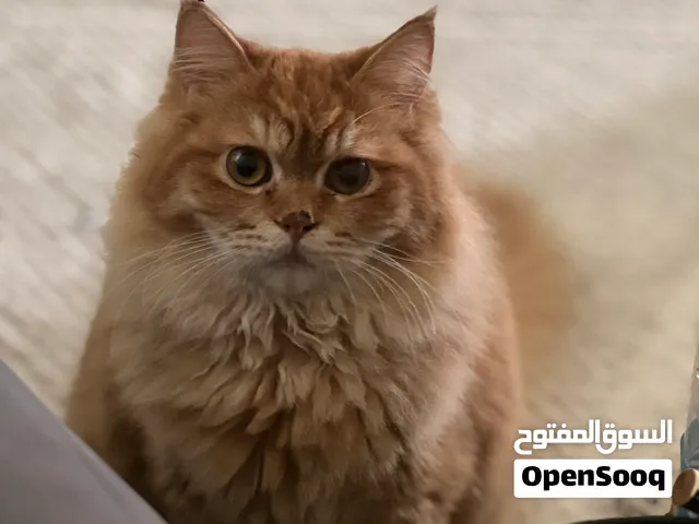 قط شيرازي جميل وحبوب لدينا قطه انثى بنفس اللون