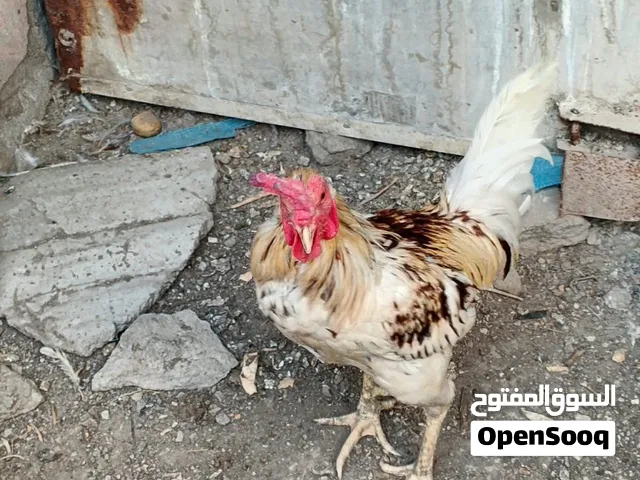 السلام عليكم ديج عرب مال بيت صحه جيه جدا سعره 17 الف