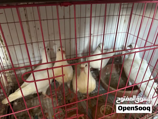 حمام لاحم فرنسي محترم