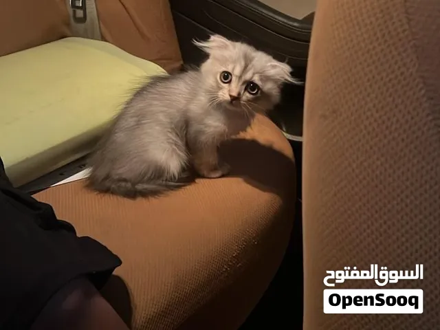 سكوتش فولد بيور للبيع عمرها شهرين