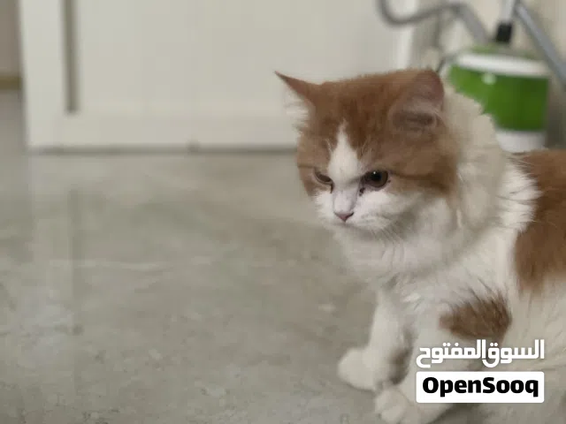 قط شيرازي 500 فقط