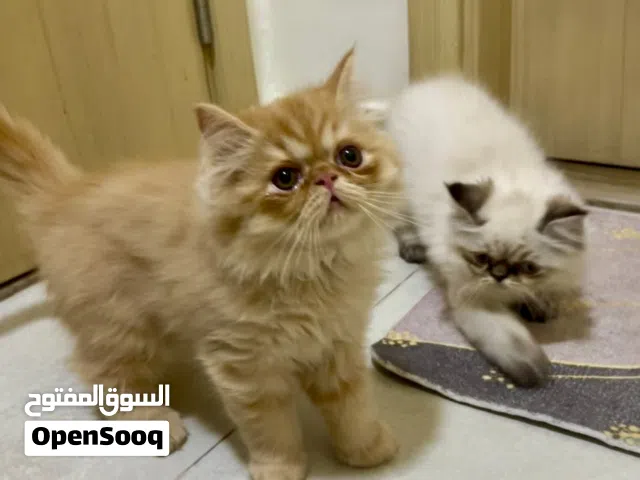 قطط كيتين .هملايا شكولت اورنج بيكي فيس .تبارك الله صحه وجمال .عمر 65 يوم Himalayan kittens