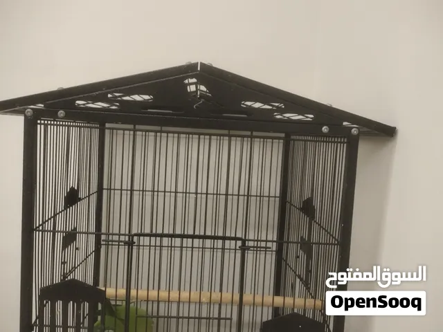 بغبغاء وباجي