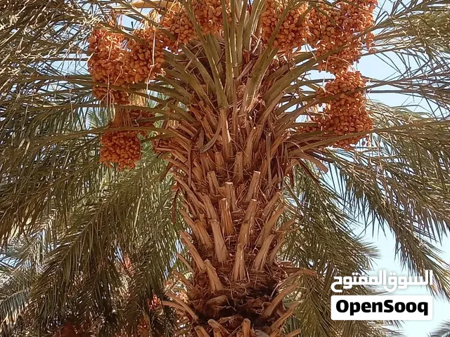 تمر مجهول نخب اول احجام سوبر جامبو ولارج للضمان على الكيلو ( مزرعة فالي فارم ) 6 طن