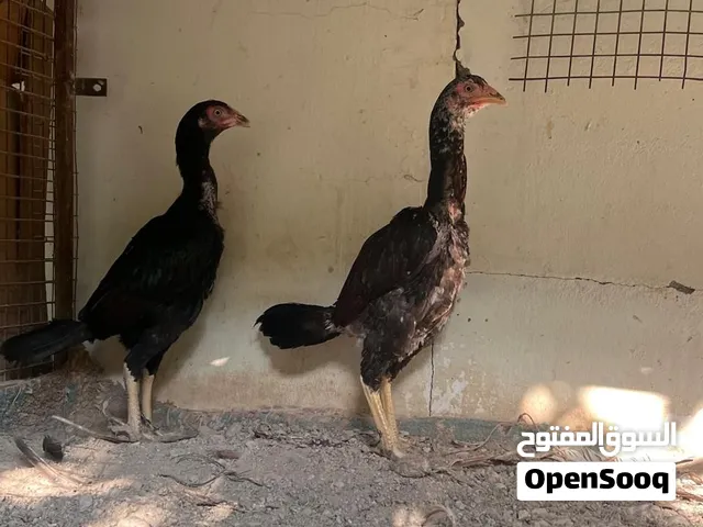 دجاج باكستاني