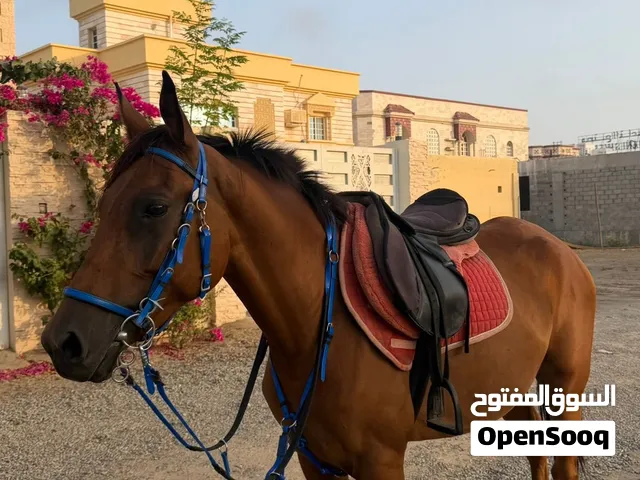 للبيع خيل عربيه