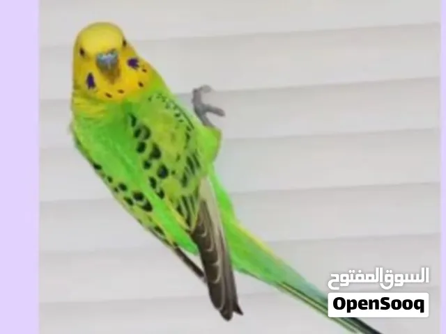 آل سلام عليكم مطلوب زوج طيور حب مطلوب طيور حب زوج كون قريب بل مطيحه مطلوب مطلوب مطلوب مطلوب مطلوب مط