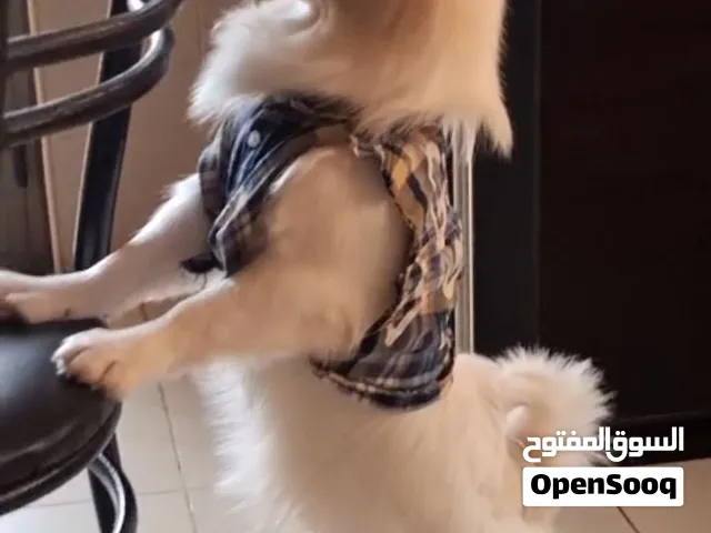 كلب تيرير مكس جيرمن بسعر لقطه
