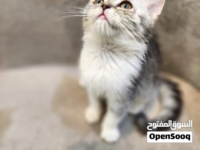 Persian kittens