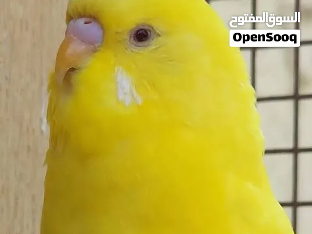 الطيور البادجي