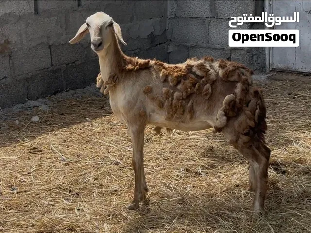 للبيع حلال سوداني حملات 2 بكور بسنان الحليب و جاعده تحتها كبش ام ولدتين الي يريد الزين فرصه تبارك
