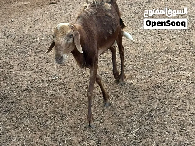 كبش للبيع في الفجيرة