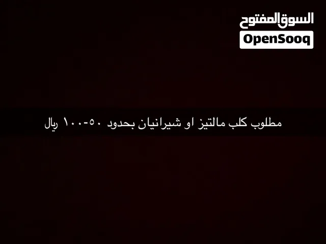 مطلوب كلب بومرينيان او مالتيز يكون صغير وجميل وسعره صفقه
