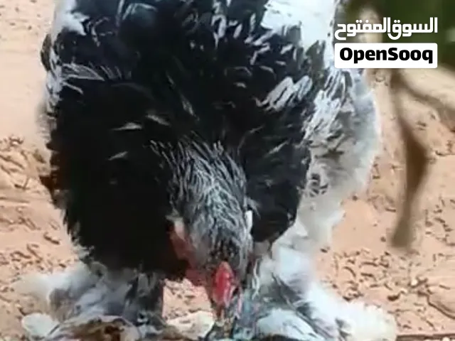 ديك براهما فولي