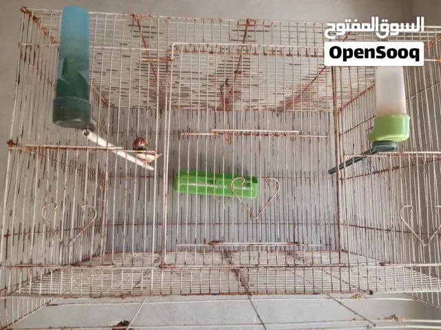 دكر زيبرا للبيع مع القفص