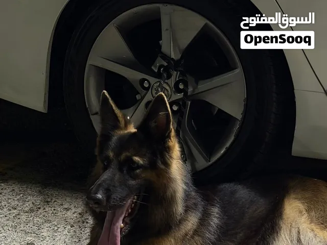 كلبه جيرمن أنثى