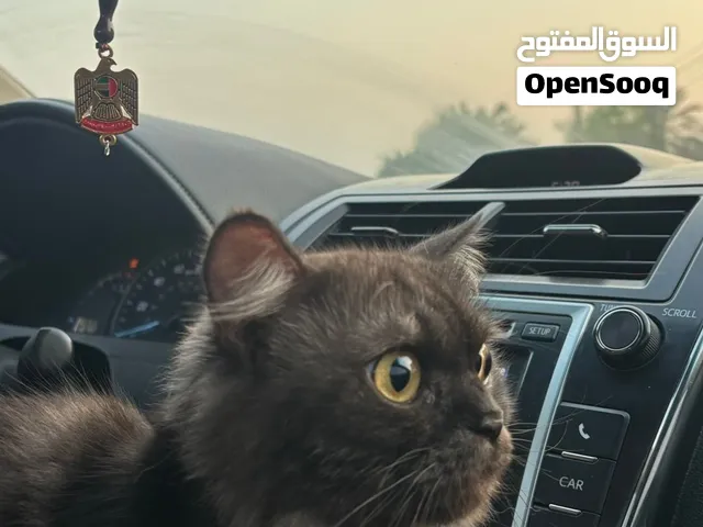 قط سكوتش فولد
