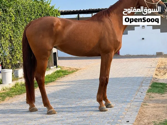 فرس - بدون جواز