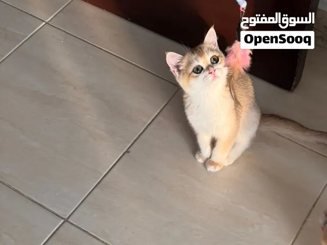 kitten برتش شورت هير شانشيلا قولدن NY12 British Shorthair Chinchilla Golden NY12