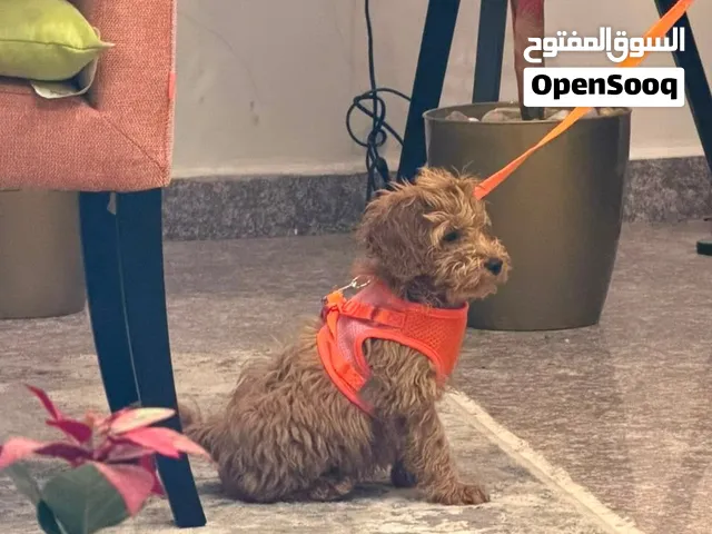 Toy Poodle