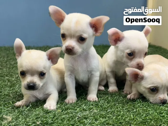 شيواوا اصلي العمر 45 يوم