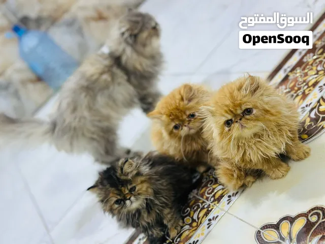 قطط هملايا 3صغار للبيع وكبار للتبني