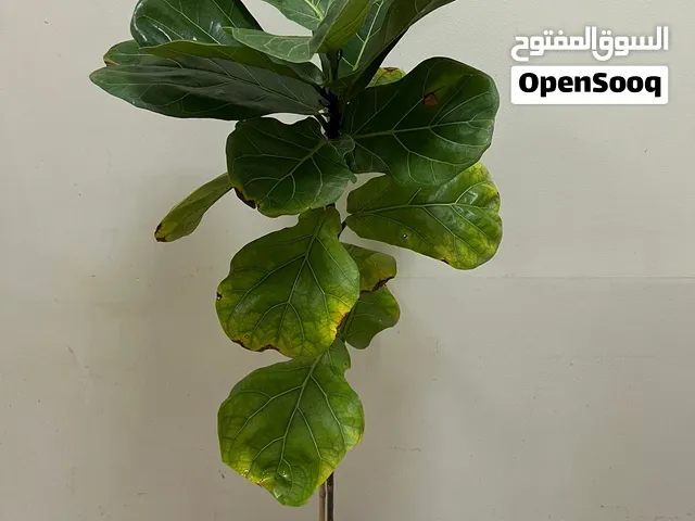 Fiddle Leap Fig - Indoor Plant For Sale