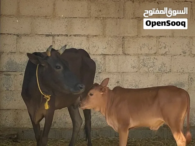 بقره تحتها عجل