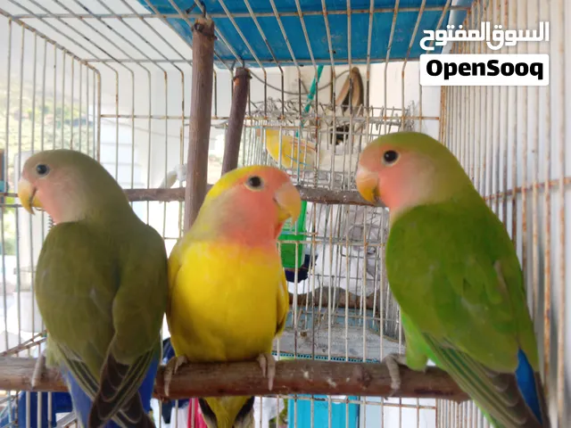 ببغاء الروز