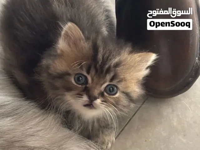 قطط كيتن للبيع