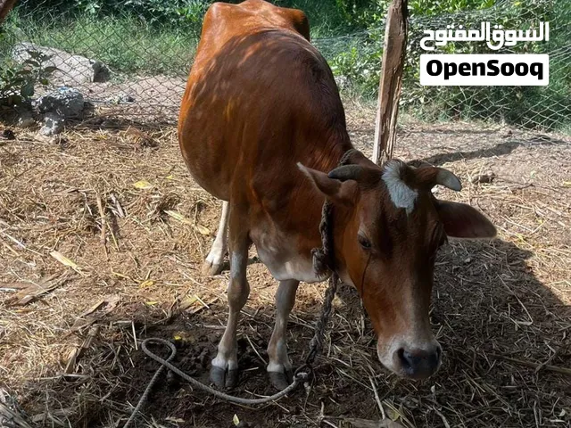 البيع بقره بدون عشر تارسه لحم