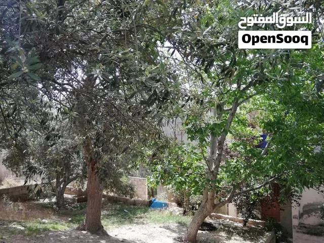 زيتون للضمان