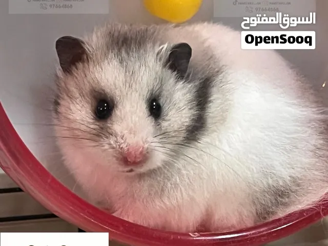 هامستر سوري Syrian Hamster