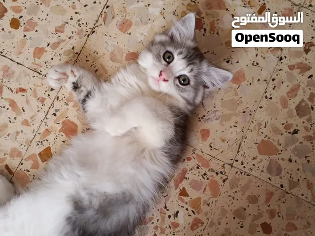 قطط للبيع مكس راغدول على برتش