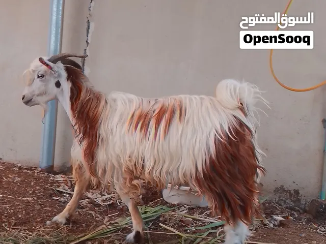 تيس بصحه جيده