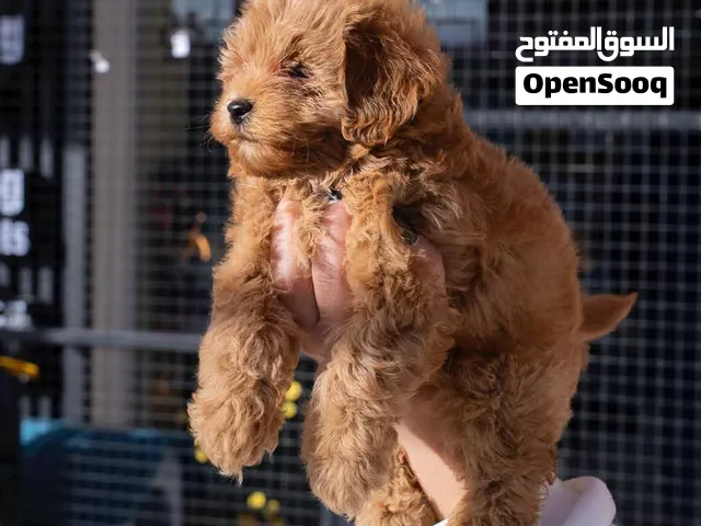 بودل.... ميني ..مع جميع المطاعيم وجواز السفر وفحص طبي قبل التسليم..مايكروشيب ..خدمه توصيل