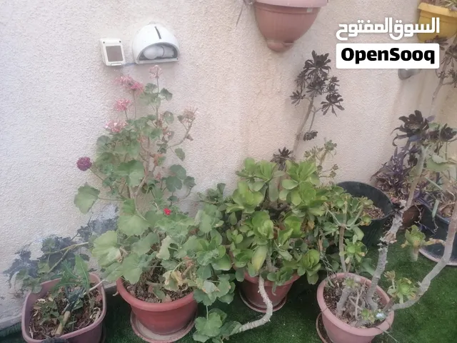 كوارات زرع بسعر مغري