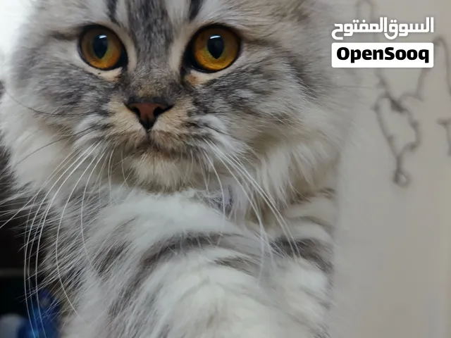 قطه شيرازي لطيفه وهاديه