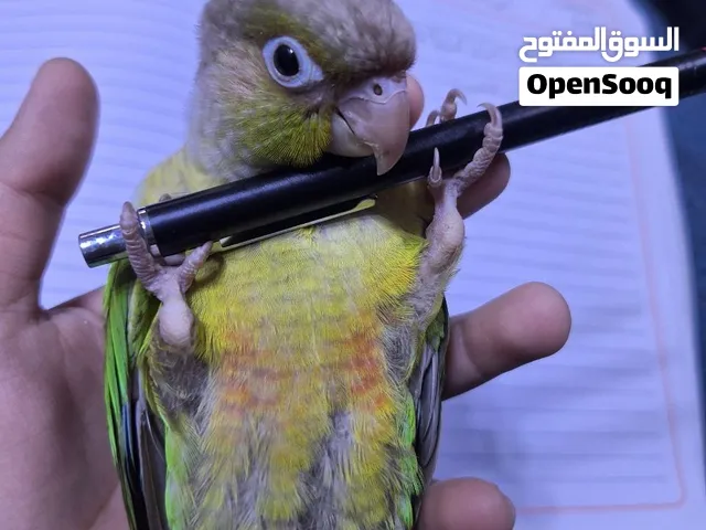 كنيور اناناس اليف عمرة تقريبا سنه