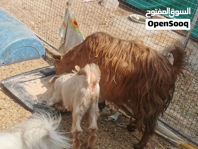 اغنام للبيع مجموعه فقط