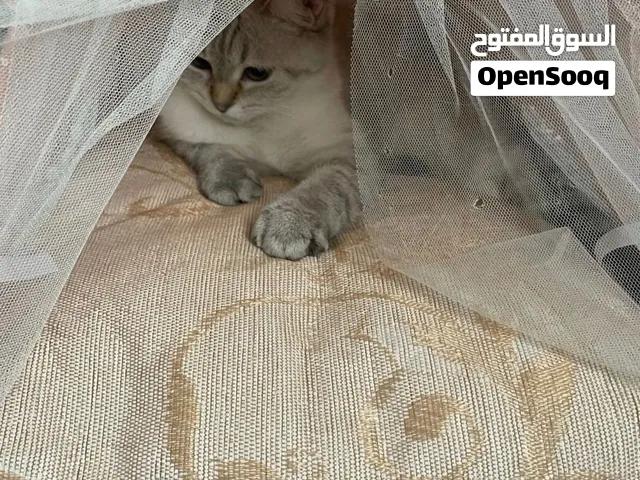 Luna for adoption
