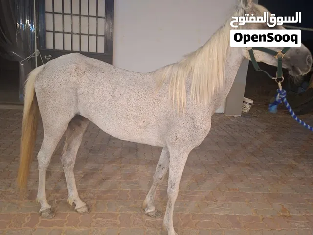 فرس سكول للبيع